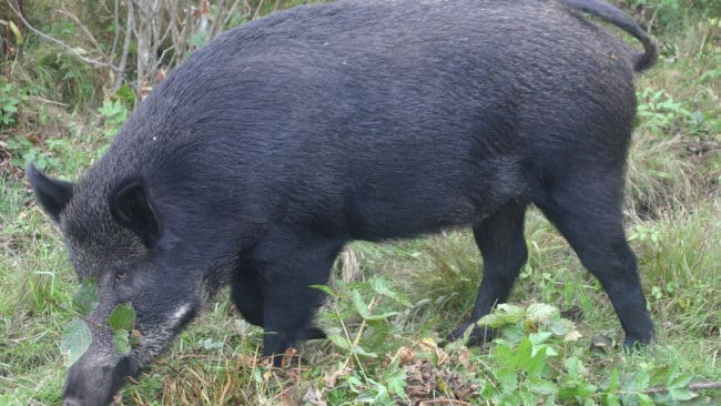Det är bara jakt med hundar som får vildsvin att förflytta sig längre sträckor och hålla sig borta ett par veckor, enligt SLU-forskarnas pejlingar.
