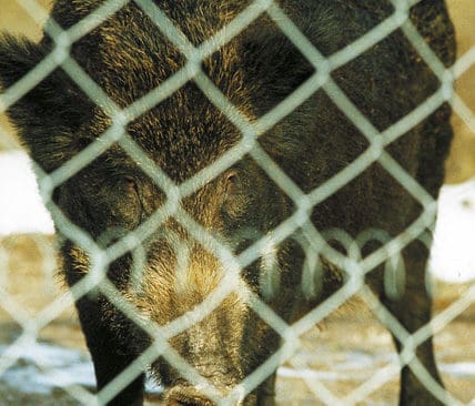Uppf&ouml;dning av vildsvin f&ouml;r uts&auml;ttning p&aring; jaktmarkerna, eller hundtr&auml;ning i icke godk&auml;nda h&auml;gn, &auml;r exempel p&aring; avarter som m&aring;ste st&auml;vjas, anser JRF:s riksviltv&aring;rdskonsulent.
