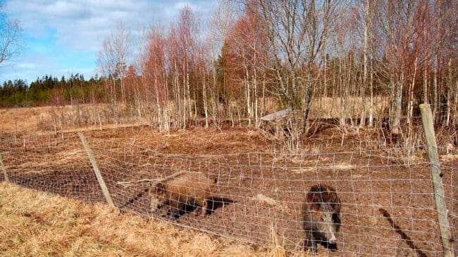 Åtalet för jaktbrott gäller två vildsvin i en fårhage. De två djuren i den gamla fårhagen är där frivilligt och kan dessutom vara korsningar med tamsvin, invänder fastighetsägaren i Strömstads kommun. Fotot är från polisutredningen.