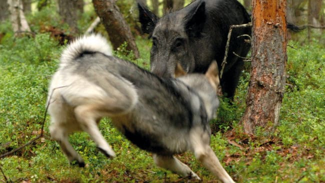Även i Skåne är det förbud mot att släppa jakthundar efter vildsvin i augusti på grund av värmen. Även jaktträning på älg med hund stoppas. JRF-basen i Skåne tror att jaktsäsongen med hund försenas ännu mer.