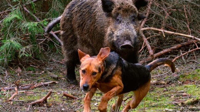 Mer än 400 hundar dödades eller skadades förra året vid sammandrabbningar med vilda djur, varav vildsvinen stod för den största andelen.