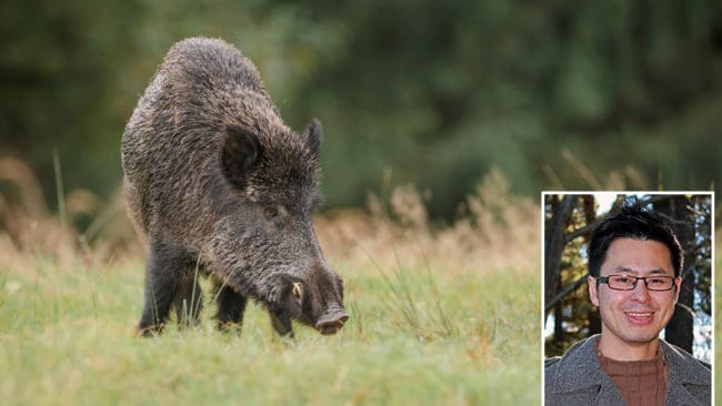 Dr Jay Lin vid Statens veterinärmedicinska anstalt konstaterar i en studie att svenska vilda klövvilt ofta bär på hepatit E-virus.