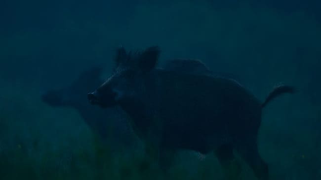 I tingsrätten försvarade sig vildsvinsjägaren i Blekinge med att det blev genomskott på vildsvinen i kohagen i nattmörkret när två nötkor sköts. Han kan dömas både för grovt jaktbrott och skadegörelse. (Arkivbild)