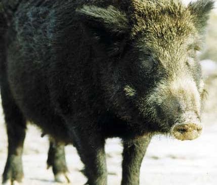 Värmland har nu närmare 200 vildsvin.