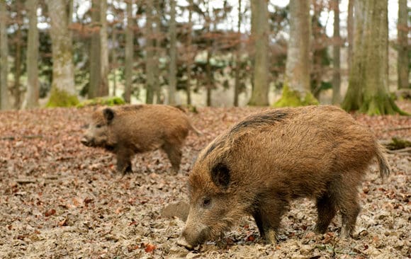 Drygt hälften av de undersökta vildsvinen bar spår av parasiten Toxoplasma godii, vilket visar hur viktigt det är att alltid hetta upp vildsvinskött som ska ätas.