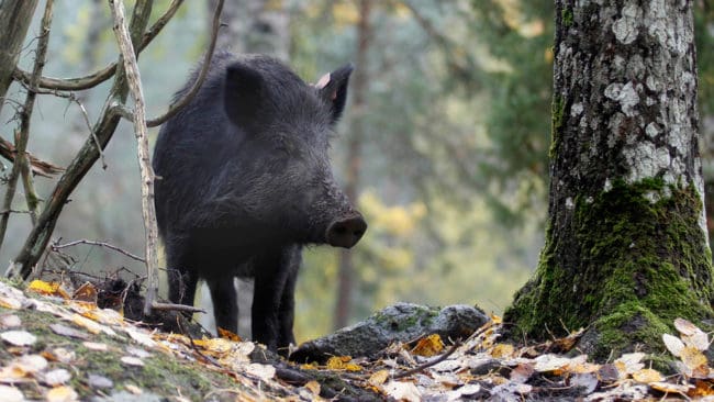 192 kronor för varje vildsvin som fälls utöver föregående års avskjutning är skottpengen som gäller i tyska Landkreis Oder-Spree. (Arkivvbild)
