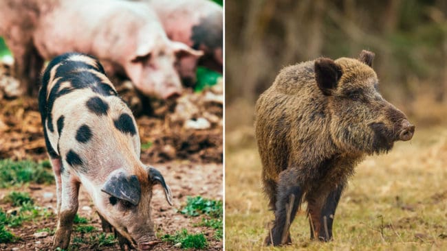 Fem nya fall av afrikansk svinpest har konstaterats i Polen och Baltikum. Smittan kan spridas både mellan vilda och tama svin och följa med jägare som varit på vildsvinsjakt.
