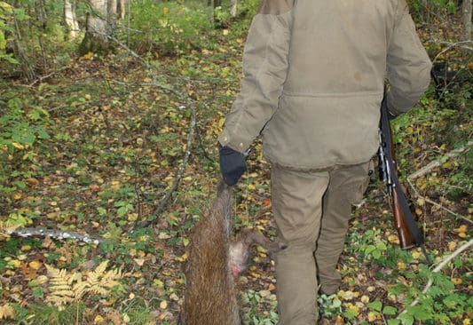 En allt vanligare syn. En j&auml;gare sl&auml;par hem sitt byte, n&aring;got som kommer att &ouml;ka n&auml;r vildsvinsstammen &ouml;kar. Nu f&ouml;rutsp&aring;s att priserna p&aring; det delikata k&ouml;ttet kommer att minska kraftigt.