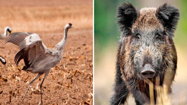 Företaget Upplands potatis AB får skyddsjaga tranor eftersom de ställer till med skador i odlingarna. Även vildsvin orsakar skador, så de jagas nattetid.