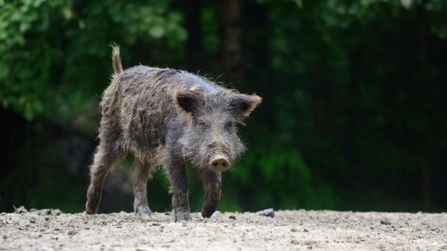 En eftersöksjägare attackerades av vildsvin när denne var ute på uppdrag efter en viltolycka.