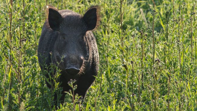 Ett vildsvin på Öland sprättade upp en rådjurshund som måste avlivas. Nu har rådjursjägarna övergått till att jaga vildsvinet för att hunden ska ”få lite revansch”. (Arkivbild)