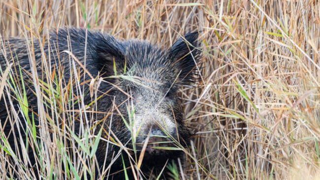 Vildsvinen drar sig gärna undan och gömmer sig nära vattendrag då de drabbas av afrikansk svinpest.