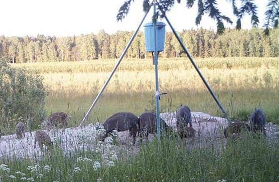 Det föreslås att kameror vid vildsvinsåtlar ska vara anmälningspliktiga i stället för det ska finnas krav på tillstånd.