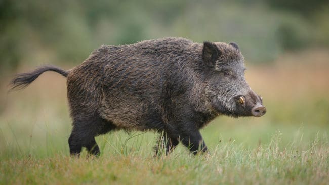 En 25-årig jägare anfölls av vildsvinsgalten han precis skjutit på. (Arkivbild)