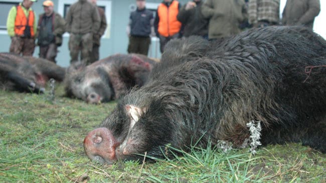 I en kravlista med tio punkter till regeringen kräver LRF bland annat att det ska kunna bli tvångsjakt på vildsvin. Kultingförande suggor ska få skjutas och både drönare och fordon bör få användas vid jakt på vildsvin.