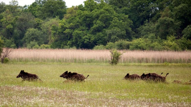 Brandmännen fick ta det försiktigt i vildsvinsmarkerna.