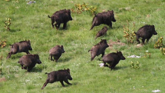Under första halvåret i år har 1606 fall av afrikansk svinpest upptäckts i Polen.