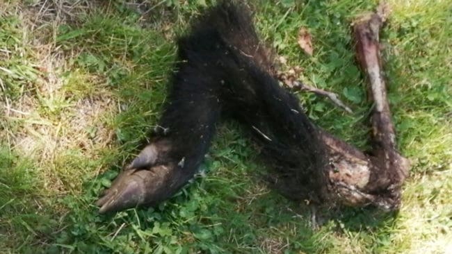 Vargen blev störd, lämnade sin frukost och promenerade lugnt ut från trädgården.