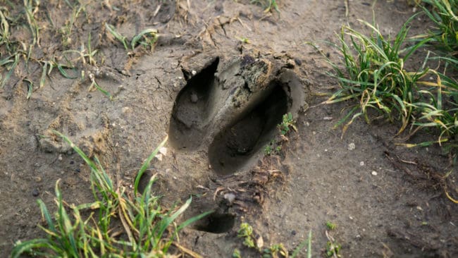 Enligt jägarna finns de tätaste förekomsterna av vildsvin utmed Finlands östra gräns.