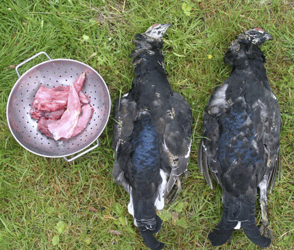 Vilken av dessa orrar är slaktad? Bröstfiléerna och låren är borttagna på en av fåglarna.