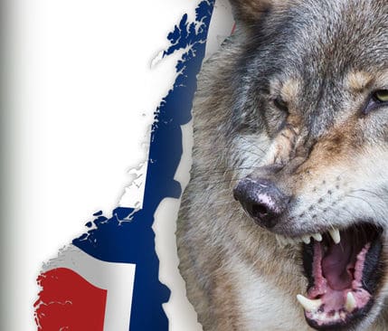 Icke &ouml;nskad av Senterpartister. Ungdomsf&ouml;rbundet i norska Senterpartiet ger sitt st&ouml;d till lantbruks- och matministern, Trygve Slagsvold Vedum, som vill inf&ouml;ra fri jakt p&aring; varg i landet.