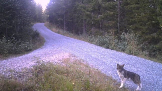 Bild på en varg i Norge tagen med en viltkamera i september 2019.