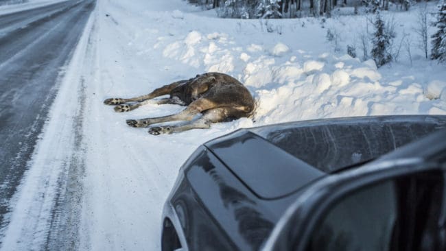 Älgjakten i Överkalix har förlängts för att minska skadorna på skogen och antalet viltolyckor.
