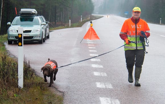 Eftersöksekipage på väg ut för att leta efter ett påkört rådjur. Förra året rapporterades rekordmånga viltolyckor i trafiken.