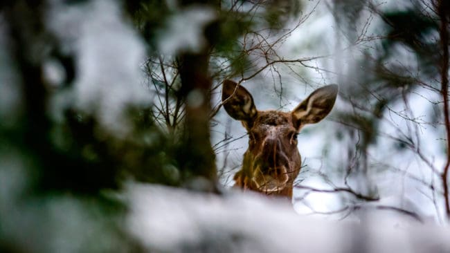 Det var rätt av länsstyrelsen i Jönköping att besluta att älgjakten ska sluta sista januari år, enligt en dom i förvaltningsrätten. Jakten har kortats en månad för att älgarna inte ska utsättas för onödiga påfrestningar under svältperioden i februari.