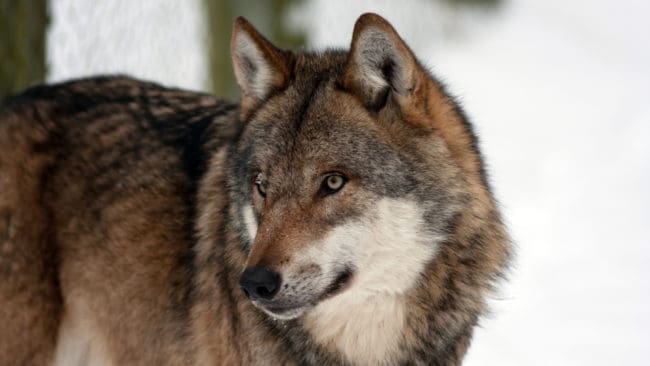 Norsk Bonde- og Småbrukarlag vill att minst fem vargar till ska skjutas.