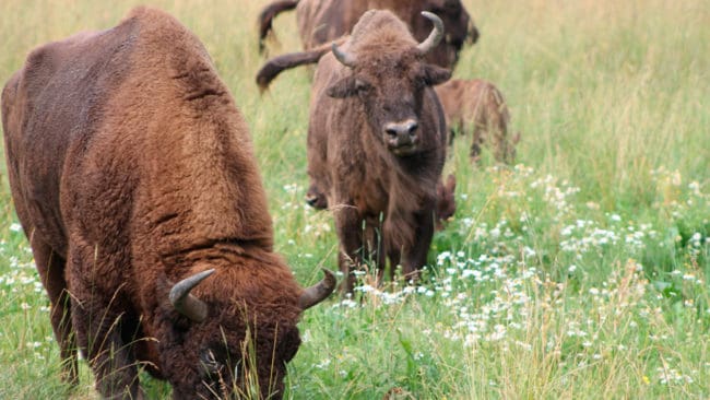 Det går inte bra för visentflocken som satts ut på Jylland i Danmark i rewildingprojektet. Nio visentar har avlivats eftersom de blivit sjuka på grund av mineralbrist.