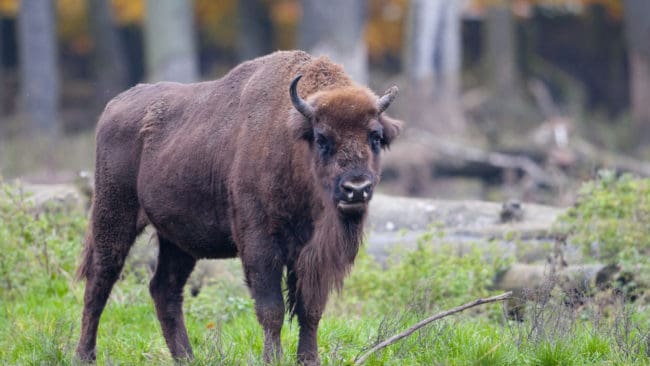 Visenten, eller den europeiska bisonoxen, som den ocks&aring; kallas, h&auml;mtas i bland annat Sverige och planteras ut i Rum&auml;nien.