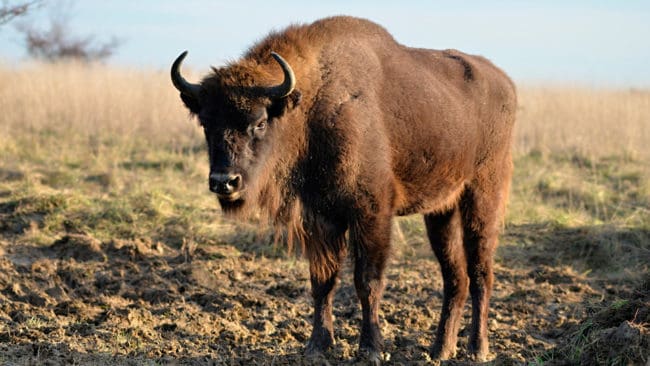 En visentko bufflade till en tysk kvinna så hon fick lättare skador. Nu kan rewildingprojektet tvingas lägga ner.