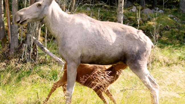 Det finns närmare 15 vita älgar i ett viltvårdsområde utanför Arvika. De har leucism och kan inte lagra pigment i pälsen.