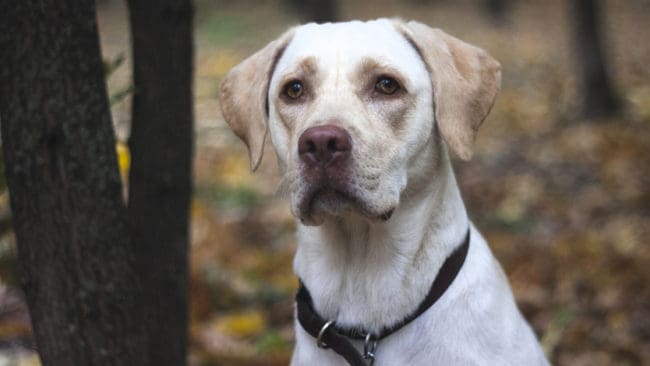 Aktivister hetsar mot en jägare som avlivade sin labrador med sitt jaktgevär. Nu hotas aktivistföreningen av böter om de fortsätter.