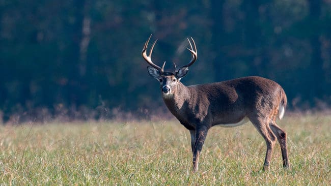 Efter att ett tredje fall av CWD upptäckts i Minnesota har det införts förbud mot att utfodra vilt.