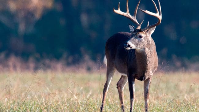 270 markägare i Minnesota ska få obegränsad jakt på hjort på grund av CWD-smittan.