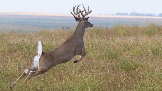 En massiv jakt på vitsvanshjortar har avslutats i ett område i Minnesota för att stoppa CWD-spridningen.