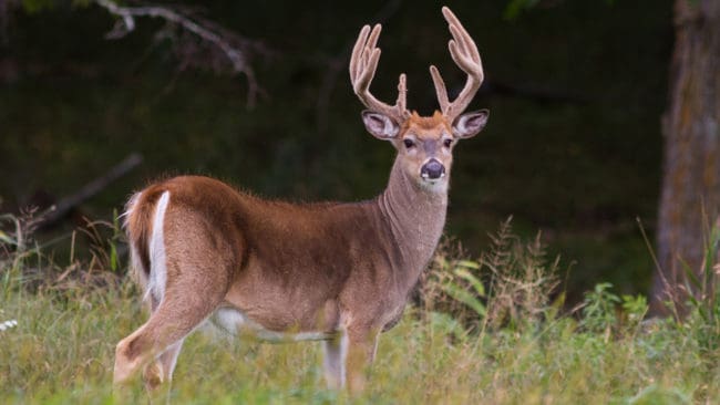 I Wisconsin är det förbjudet att utfodra hjortar för att minska spridning av CWD. Men lagen är otydlig, vilket gör att det är svårt att fälla någon som bryter mot den.