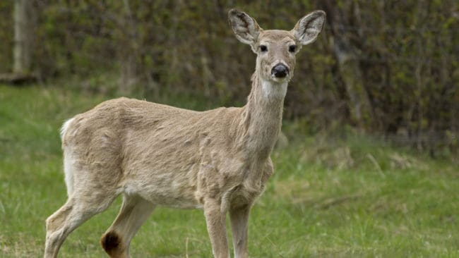 Den som illegalt tar in en hjort i delstaten Michigan kan få böter och riskerar även fängelse.