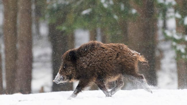 På måndag börjar en stor övning i Danmark som simulerar att svinpesten nått landet. Under tiden fortsätter jägarna att försöka utrota de kvarvarande vildsvinen och skyddsstängslet vid den tyska gränsen har börjat byggas för att stoppa invandringen av nya vildsvin.