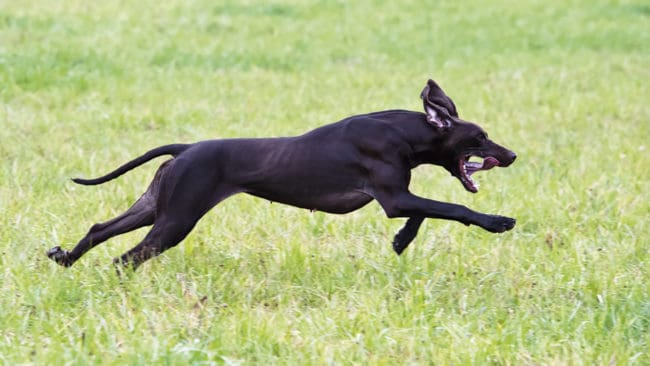 Den som har hunden lös i markerna utan tillsyn, den tid på året när det är förbjudet, kan inte räkna med ersättning från länsstyrelsen för en rovdjursattack. (Arkivbild)