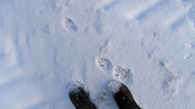 Vargspår finns vid Kölstareviret i Västmanland plus en observation av fem vargar strax utanför jaktområdet. Polisen har varit på plats i jaktområdet idag sedan jaktsabotörer har stört dagens jakt. Aktivisterna hävdar att en av dem misshandlats. (Arkivbild)