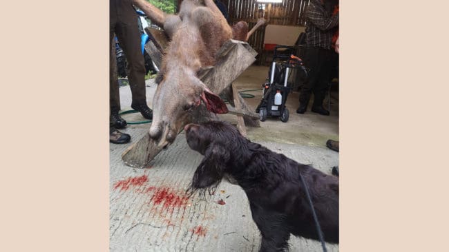 Det sköts en älgkalv i första såten för den tio månader gamle wachteln Wärner redan på premiärmorgonen utanför Skellefteå.