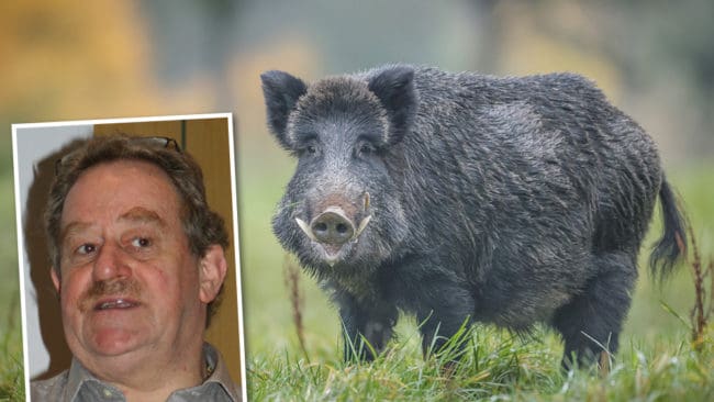 Naturvårdsverkets Christer Pettersson anser att Norrtälje kommun har ett samordningsansvar för att rädda villaägarna från vildsvinsplågan inne i tätorten.