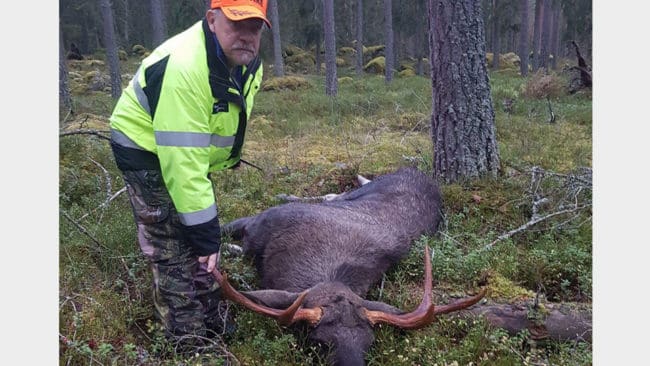 Jaktledaren Bengt-Olov Hedlund fällde en sextaggare på drygt 200 kilo redan efter en kvart på älgjaktspremiären.