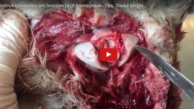Instruktionsfilmen visar hur jägare ska ta hjärnprover från fällda hjortdjur.
