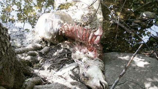 Sex får dog under och efter en vargattack i Mora kommun. Det är oklart om det är revirvargar som slog till i Risa-trakten. (Arkivbild)