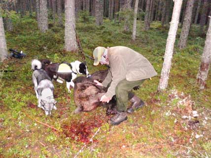 &Aring;ke Eriksson f&auml;llde en bj&ouml;rn p&aring; 250 kilo p&aring; v&auml;g ut till passet.
