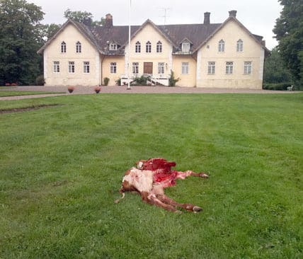 Den d&ouml;da och halvt upp&auml;tna kalven hittades p&aring; gr&auml;smattan utanf&ouml;r bostadshuset p&aring; Beatebergs herrg&aring;rd.